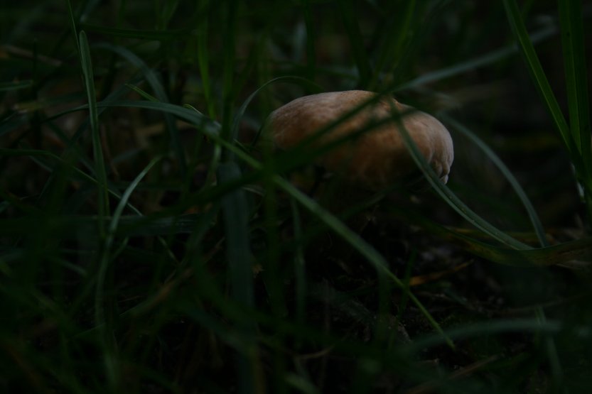 Mushrooms picture 57677