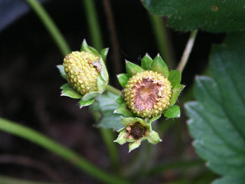 Ants eat our strawberries even before they ripe