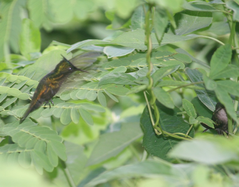 The mating season on Vieques picture 27010