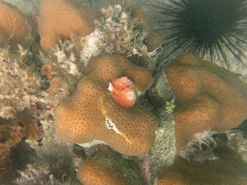 Christmas tree worm