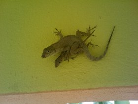 ...and lizards (July 2011) ...and lizards (July 2011)