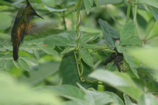 Hummingbirds (July 2011) Hummingbirds (July 2011)
