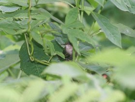 Hummingbirds (July 2011) Hummingbirds (July 2011)