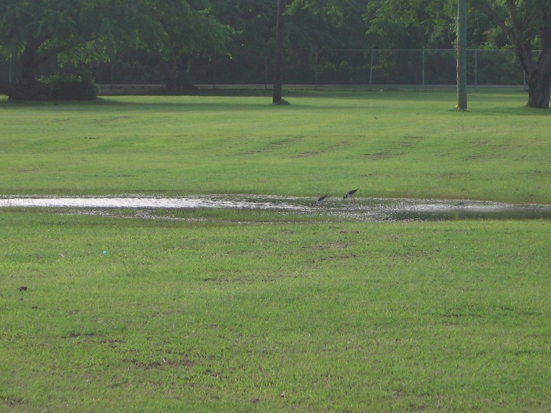 Little storks