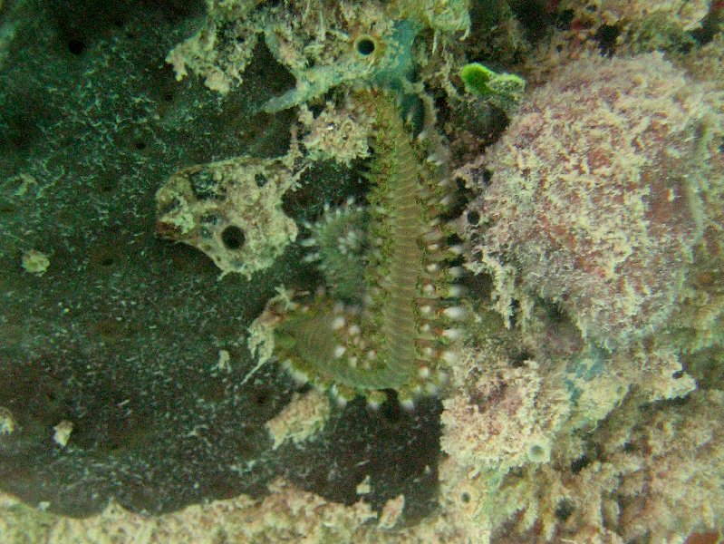 Mating bearded fireworm