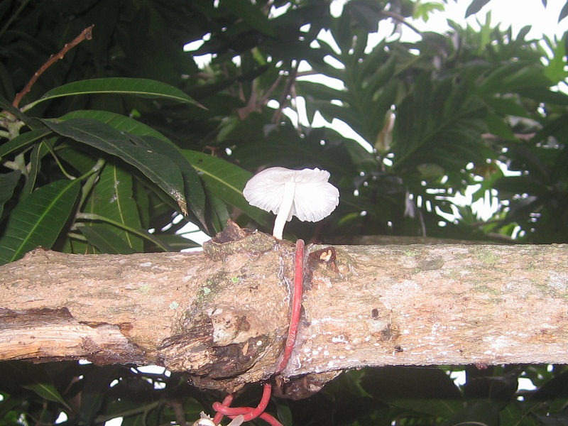 Mushroom on the mango tree