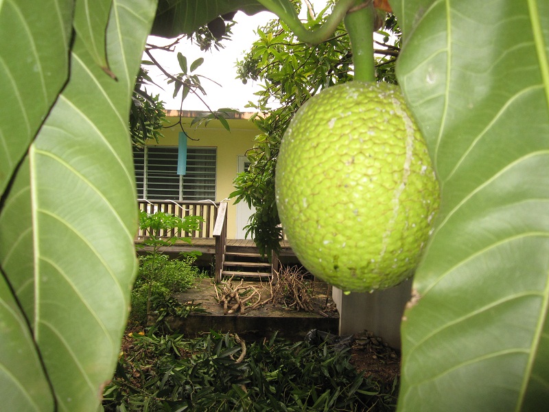 Day 11, breadfruit picture 27023