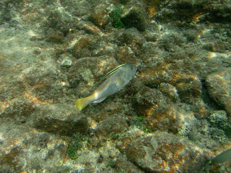 Remora taking a ride on the parrotfish (July 2011)