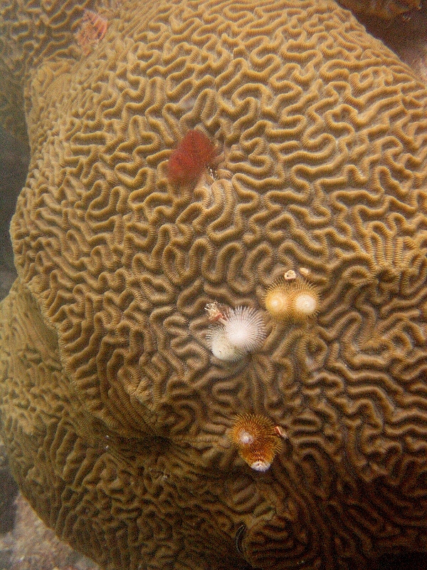 Five christmas-tree worms on a brain-coral