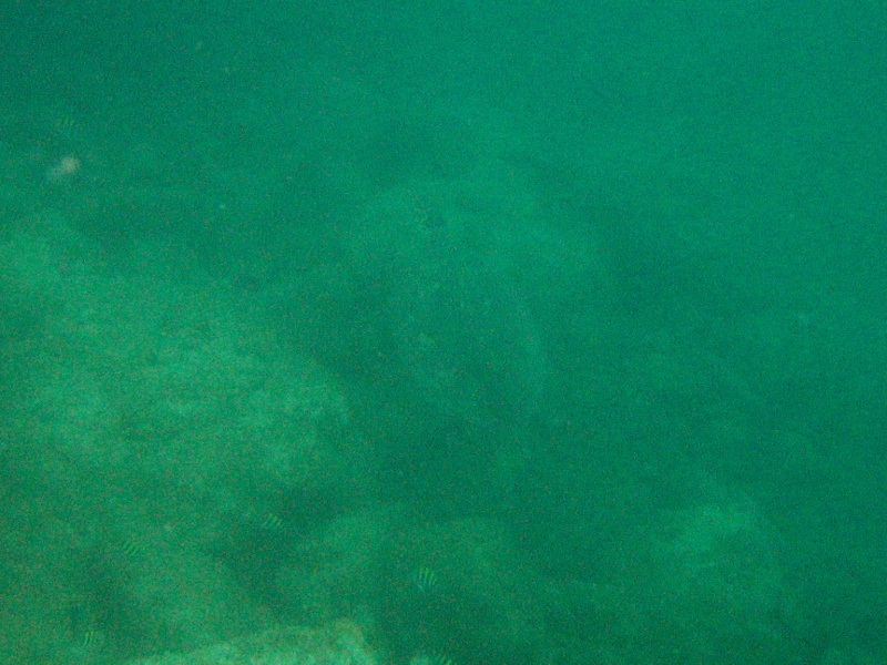 A turtle deep under. Far too deep for my camera...