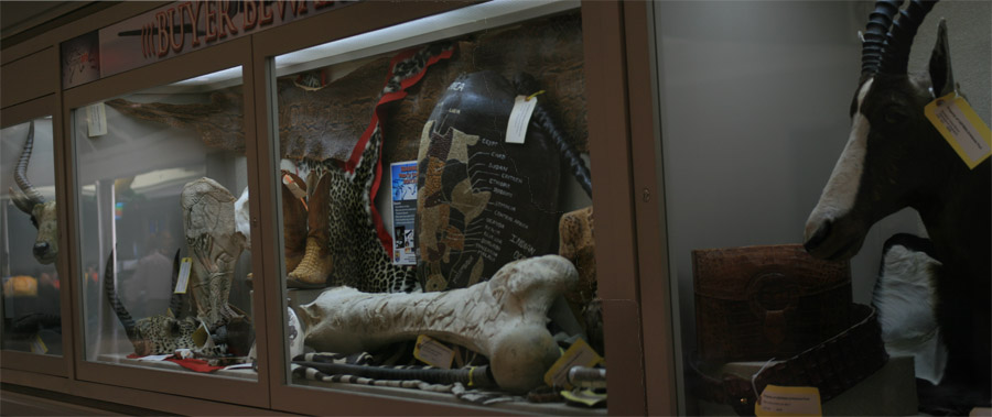 In Atlanta, they put on display a lot of confiscated wildlife (see also this)