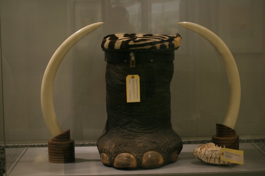 A seat made of elephant leg