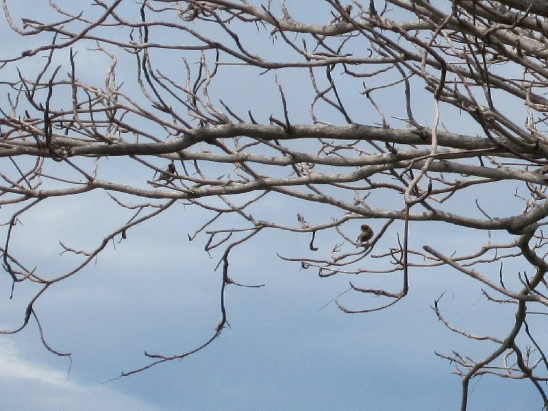 Birds on neighbor's tree