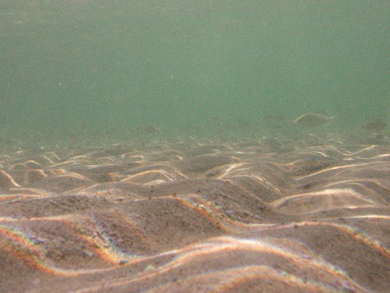 Shoal of fish obscured by the wavy bottom