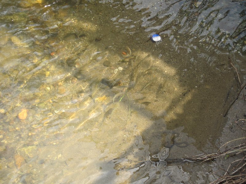 Trouts in the creek