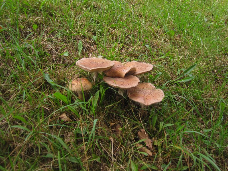 Mushrooms picture 27629