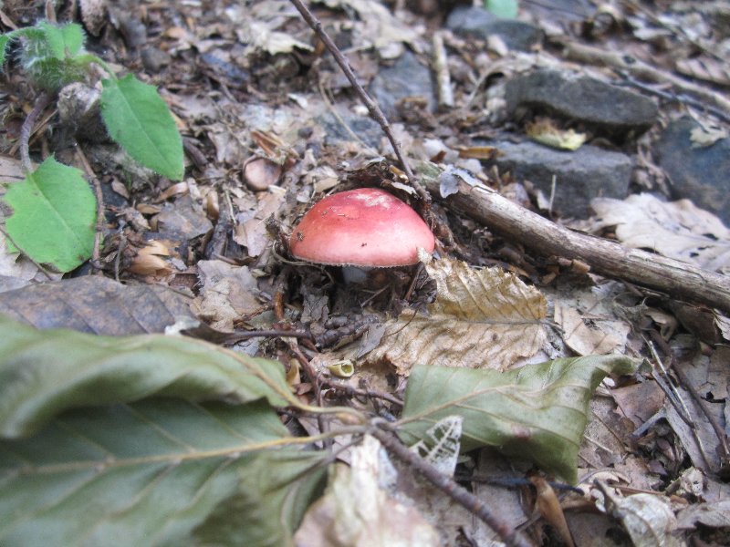 Mushrooms picture 27631