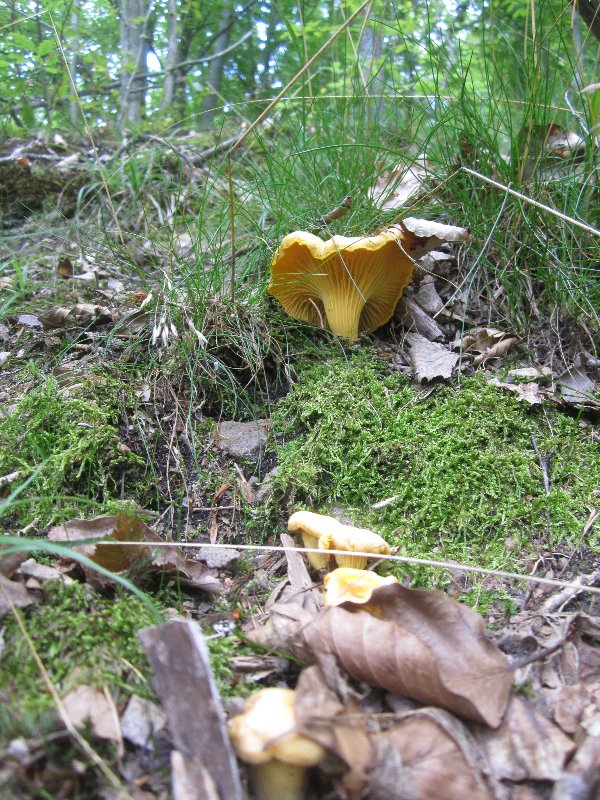 Chanterelle