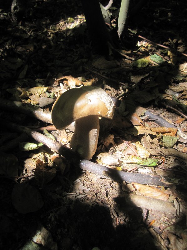 Mushrooms picture 27654