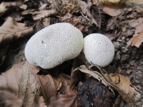 Puffballs (August 2011) Puffballs (August 2011)