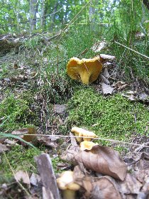 Chanterelle (August 2011) Chanterelle (August 2011)