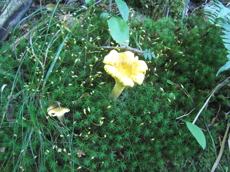 Day 16, mushroom picking yet again picture 27982