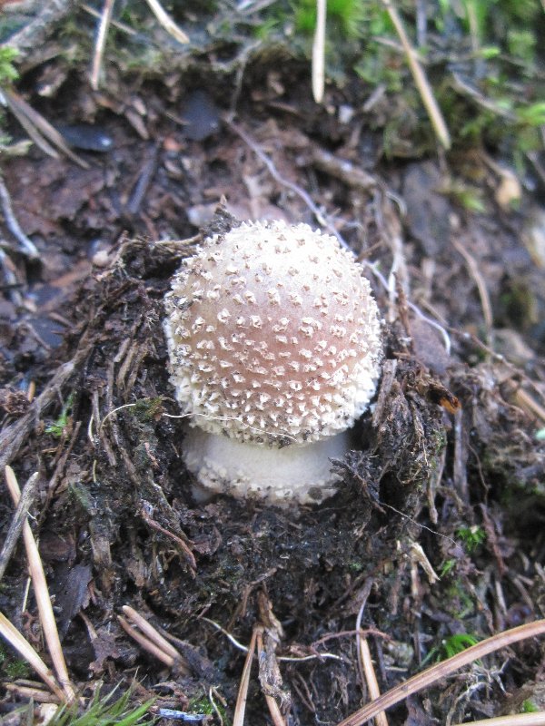 Day 16, mushroom picking yet again picture 27690