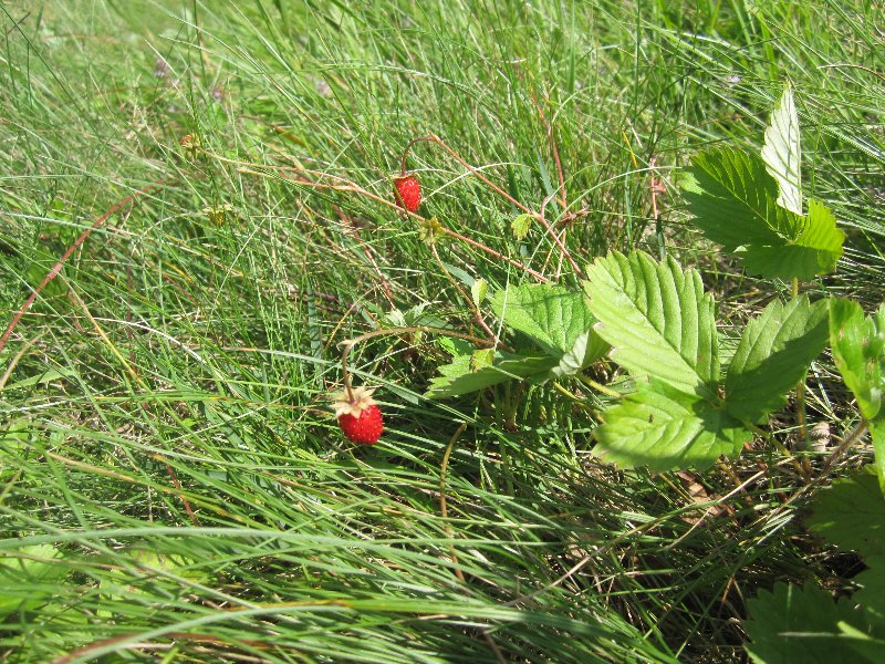 Wild strawberries