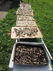 Day 16, mushroom picking yet again (August 2011) Day 16, mushroom picking yet again (August 2011)