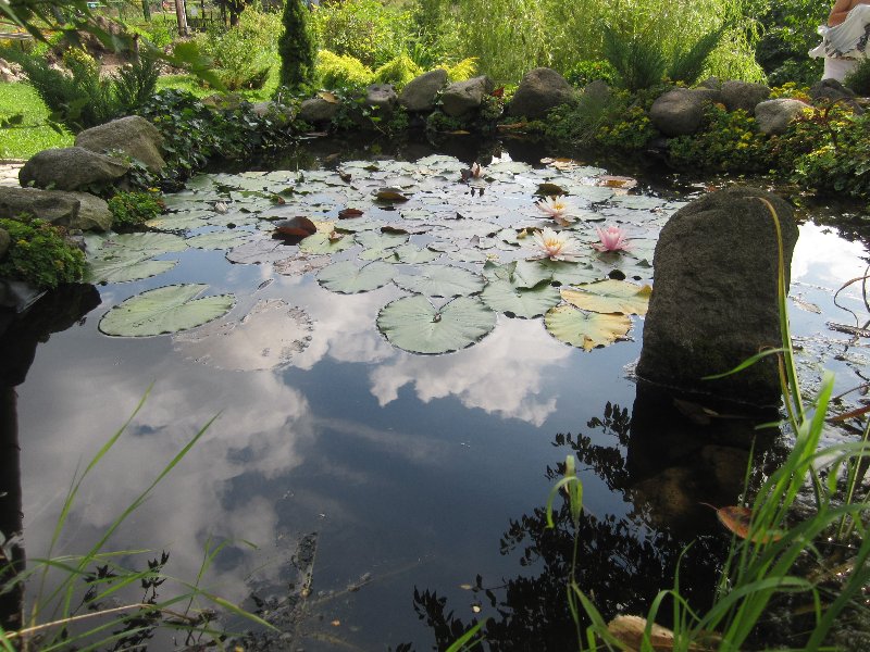 Reflections of Clouds on the Water-Lily Pond