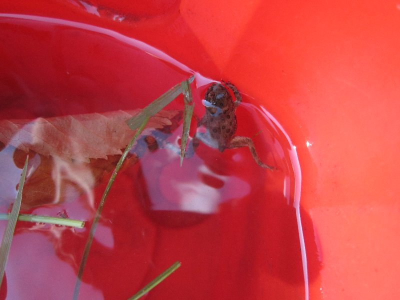 ...and the catch (little frog in a bucket)