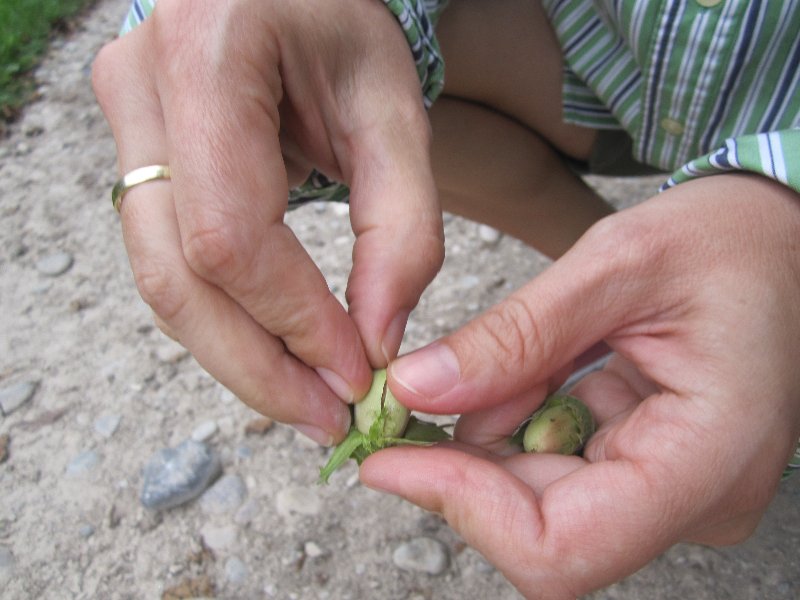 Hazelnuts picture 27744