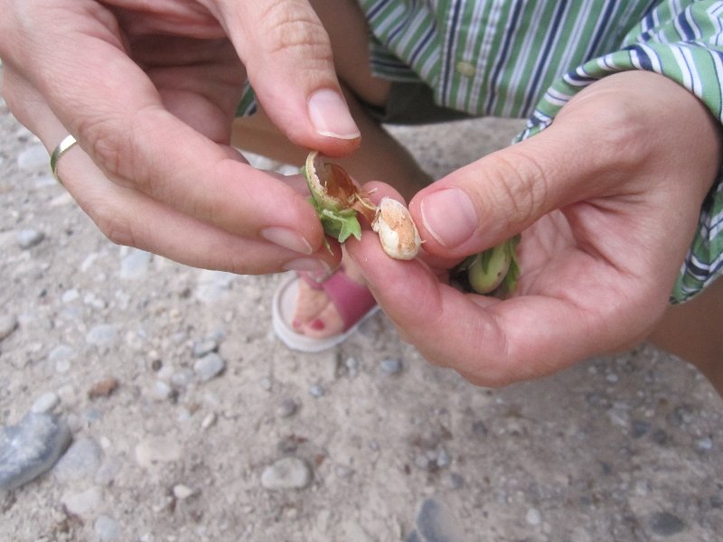 Hazelnuts picture 27745