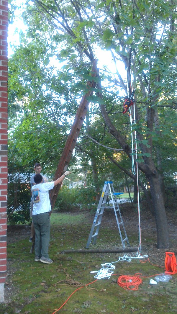 How we sawed a tree, part I picture 28043