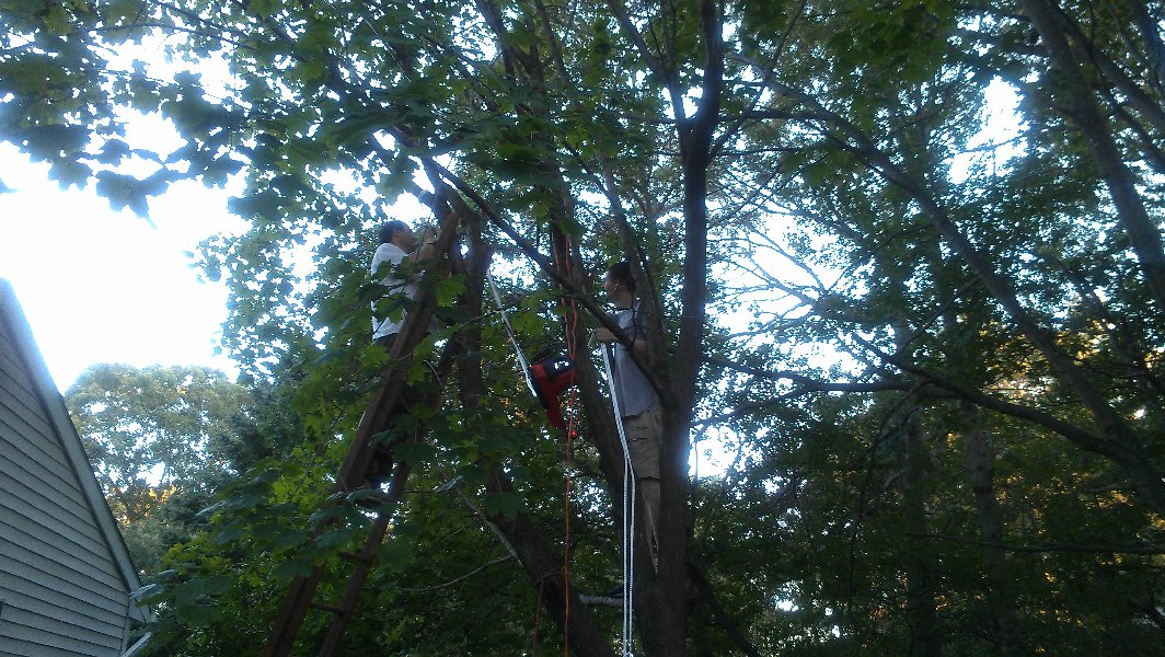 How we sawed a tree, part I picture 28044