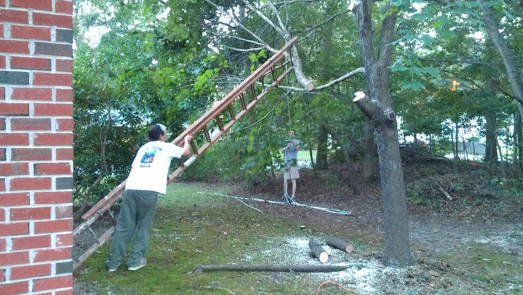 How we sawed a tree, part I picture 28060