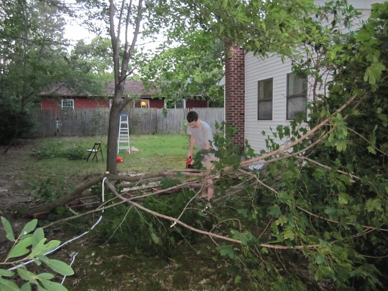 How we sawed a tree, part I picture 28051