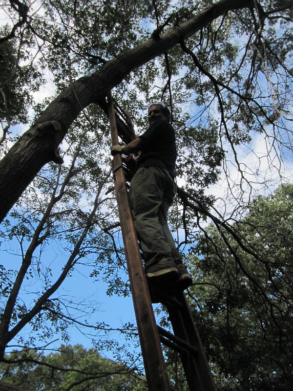 How we sawed a tree, part II picture 28114