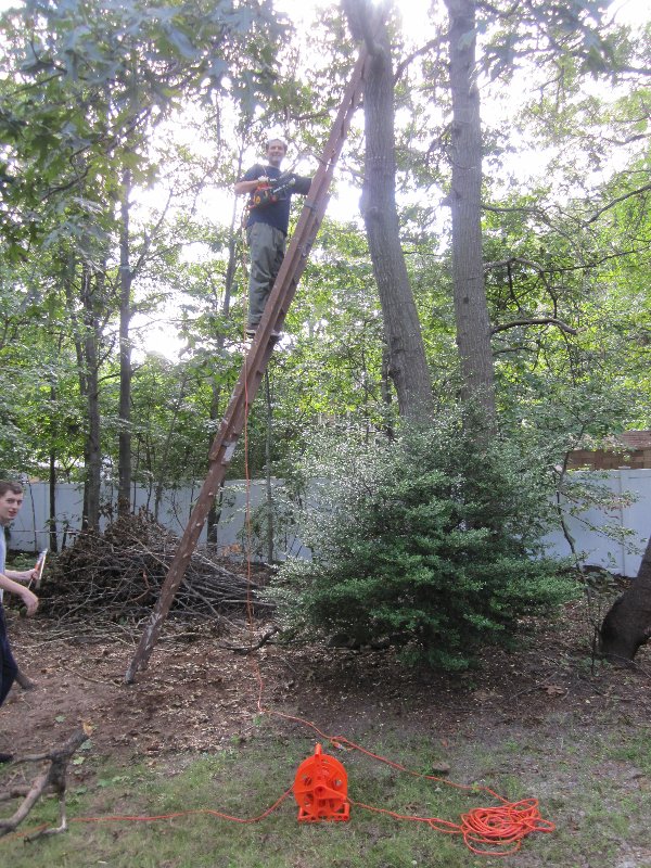How we sawed a tree, part II picture 28115