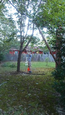 How we sawed a tree, part I (September 2011) How we sawed a tree, part I (September 2011)
