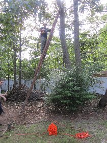 How we sawed a tree, part II (September 2011) How we sawed a tree, part II (September 2011)