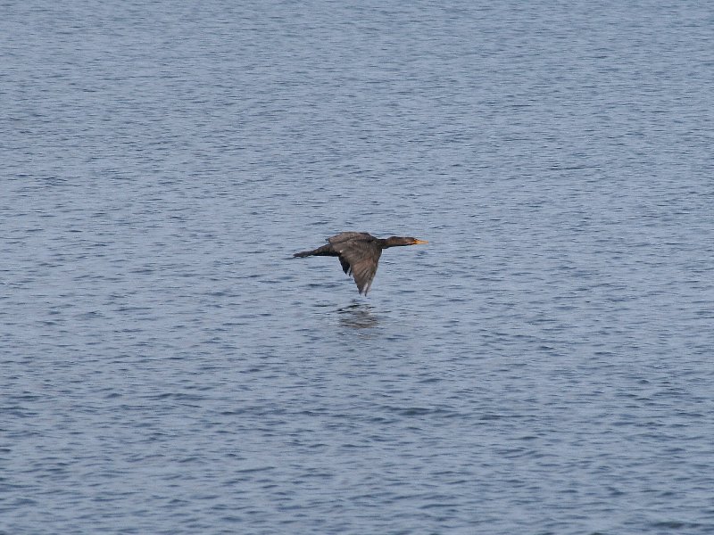 Cormorant