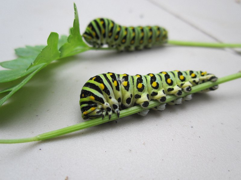 Black swallowtail caterpillars collected from our parsley