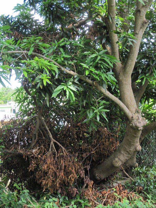 A month ago, hurricane Irene broke some tree branches and palm leaves, but no major damage