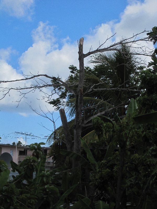 The neighbors tree was in better shape two months ago