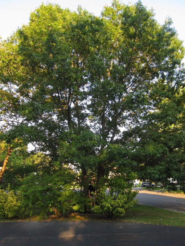 Gotta climb the tree...