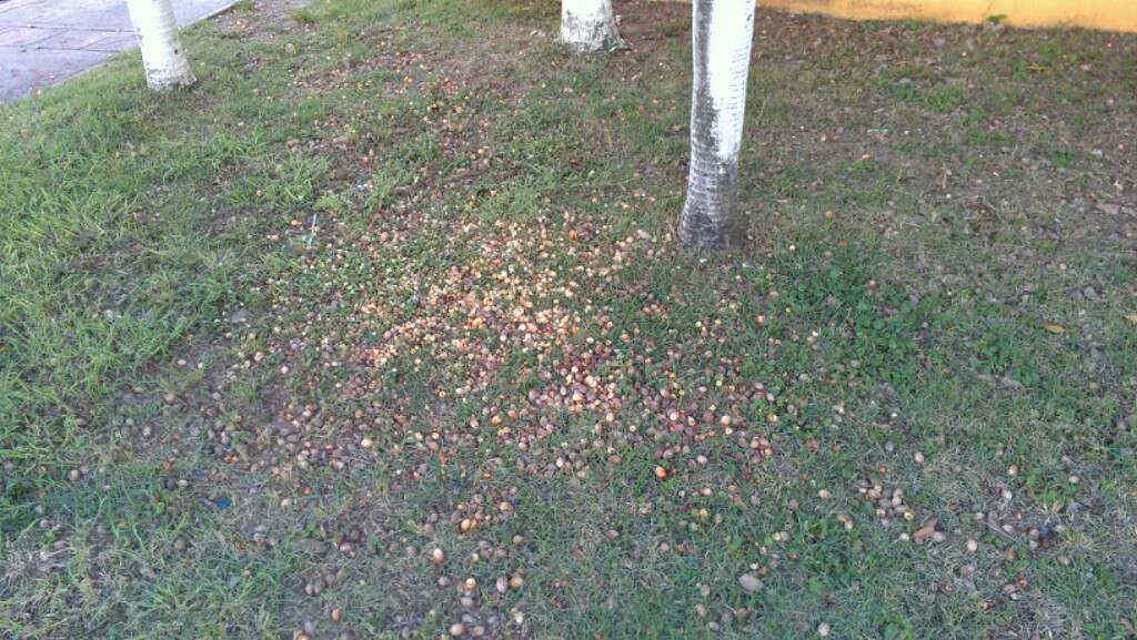 Acorns???!!! Don't we have enough of those to clean around the house on Long Island?