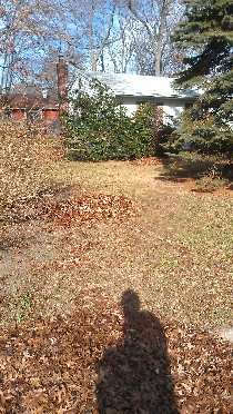 Leaves (November 2011) Leaves (November 2011)