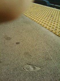 I found this leaf-print at a subway platform (April 2011) I found this leaf-print at a subway platform (April 2011)