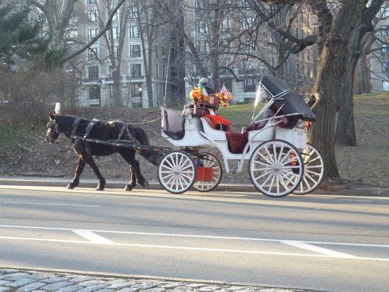 Central Park picture 29576